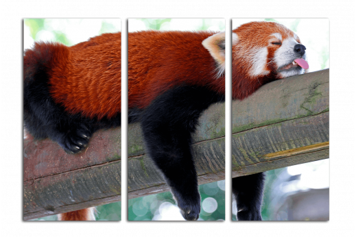 Модульная картина Красная панда